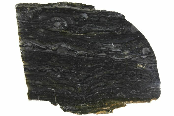Polished Stromatolite (Alcheringa) Slab - Billion Years #180096